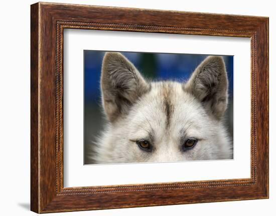 Sled Dog in Greenland-Paul Souders-Framed Photographic Print