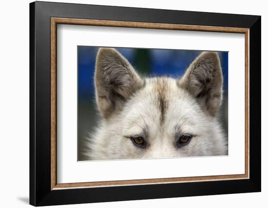 Sled Dog in Greenland-Paul Souders-Framed Photographic Print