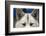 Sled Dog in Greenland-Paul Souders-Framed Photographic Print