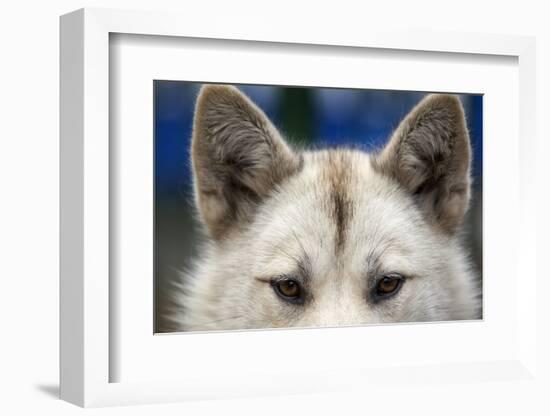 Sled Dog in Greenland-Paul Souders-Framed Photographic Print