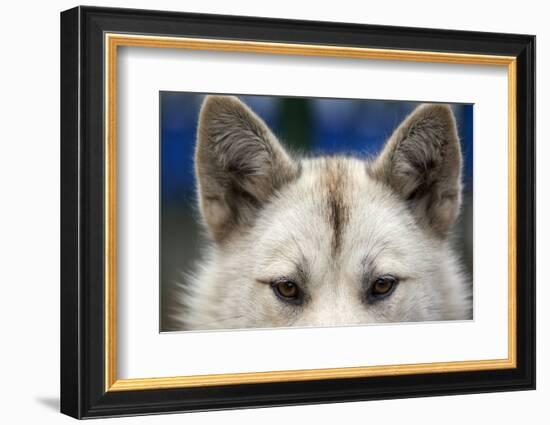 Sled Dog in Greenland-Paul Souders-Framed Photographic Print