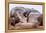 Sled Dog Sleeping after the Iditarod-Paul Souders-Framed Premier Image Canvas