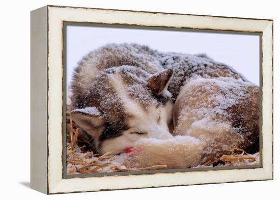 Sled Dog Sleeping after the Iditarod-Paul Souders-Framed Premier Image Canvas