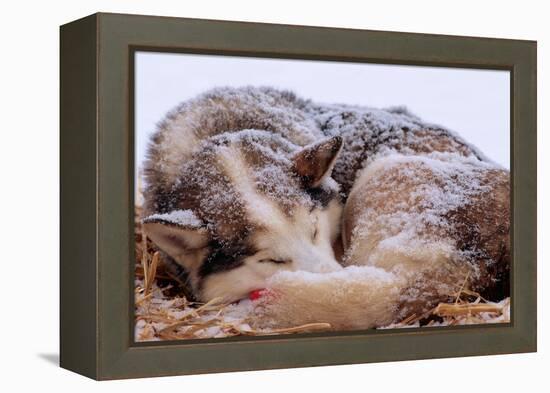 Sled Dog Sleeping after the Iditarod-Paul Souders-Framed Premier Image Canvas