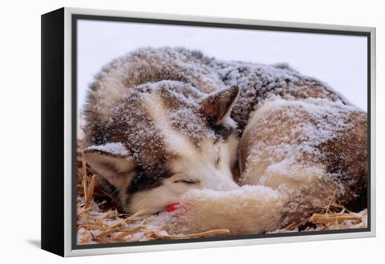 Sled Dog Sleeping after the Iditarod-Paul Souders-Framed Premier Image Canvas