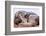 Sled Dog Sleeping after the Iditarod-Paul Souders-Framed Photographic Print