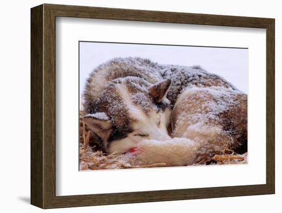 Sled Dog Sleeping after the Iditarod-Paul Souders-Framed Photographic Print