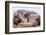 Sled Dog Sleeping after the Iditarod-Paul Souders-Framed Photographic Print