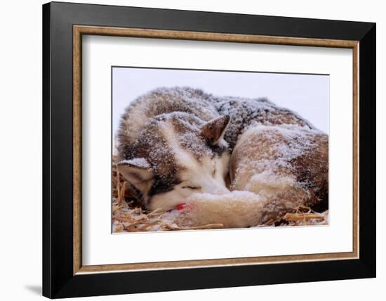 Sled Dog Sleeping after the Iditarod-Paul Souders-Framed Photographic Print