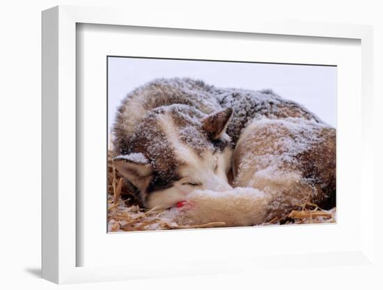 Sled Dog Sleeping after the Iditarod-Paul Souders-Framed Photographic Print