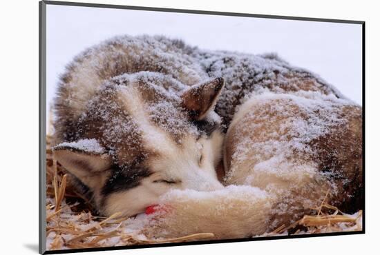 Sled Dog Sleeping after the Iditarod-Paul Souders-Mounted Photographic Print