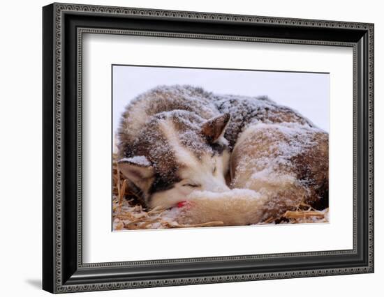 Sled Dog Sleeping after the Iditarod-Paul Souders-Framed Photographic Print