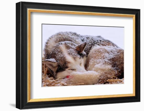 Sled Dog Sleeping after the Iditarod-Paul Souders-Framed Photographic Print