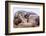 Sled Dog Sleeping after the Iditarod-Paul Souders-Framed Photographic Print