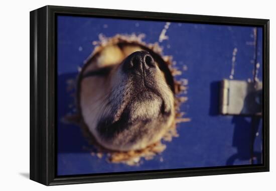 Sled Dog Sticking Head Through Hole-null-Framed Premier Image Canvas
