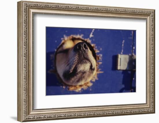 Sled Dog Sticking Head Through Hole-null-Framed Photographic Print