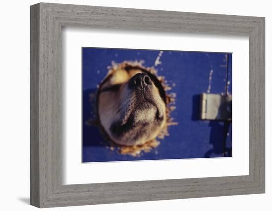 Sled Dog Sticking Head Through Hole-null-Framed Photographic Print