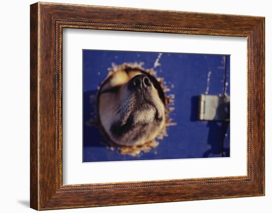 Sled Dog Sticking Head Through Hole-null-Framed Photographic Print