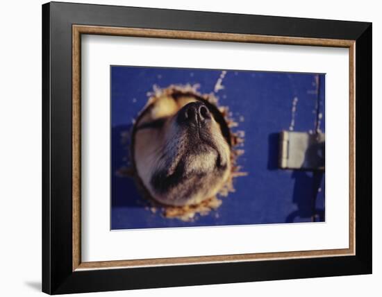 Sled Dog Sticking Head Through Hole-null-Framed Photographic Print