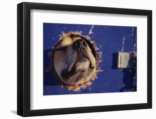 Sled Dog Sticking Head Through Hole-null-Framed Photographic Print