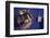 Sled Dog Sticking Head Through Hole-null-Framed Photographic Print