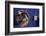 Sled Dog Sticking Head Through Hole-null-Framed Photographic Print