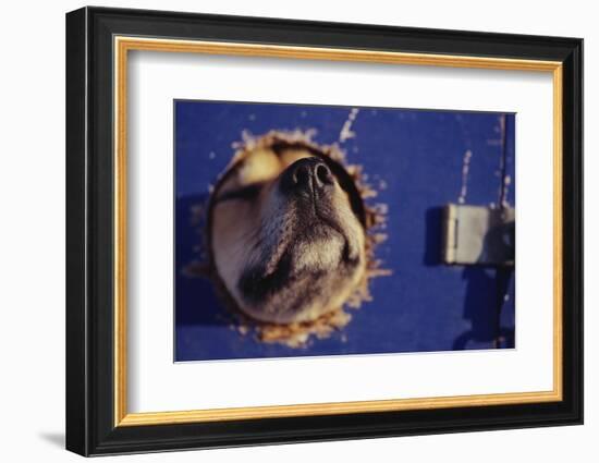 Sled Dog Sticking Head Through Hole-null-Framed Photographic Print