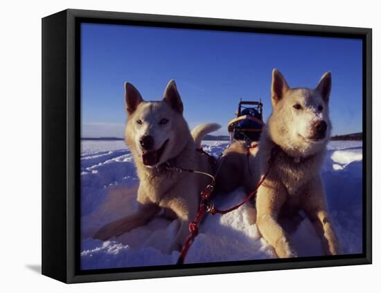 Sled Dogs 'Hiko' and 'Mika', Resting in the Snow with Sled in the Background-Mark Hannaford-Framed Premier Image Canvas