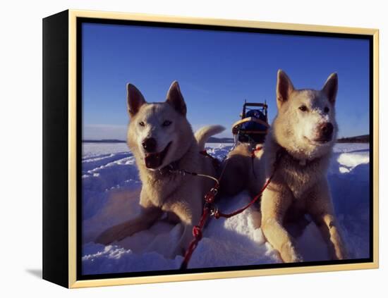 Sled Dogs 'Hiko' and 'Mika', Resting in the Snow with Sled in the Background-Mark Hannaford-Framed Premier Image Canvas