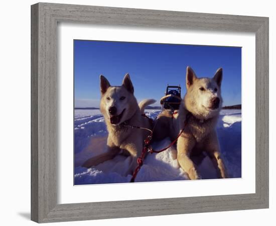 Sled Dogs 'Hiko' and 'Mika', Resting in the Snow with Sled in the Background-Mark Hannaford-Framed Photographic Print