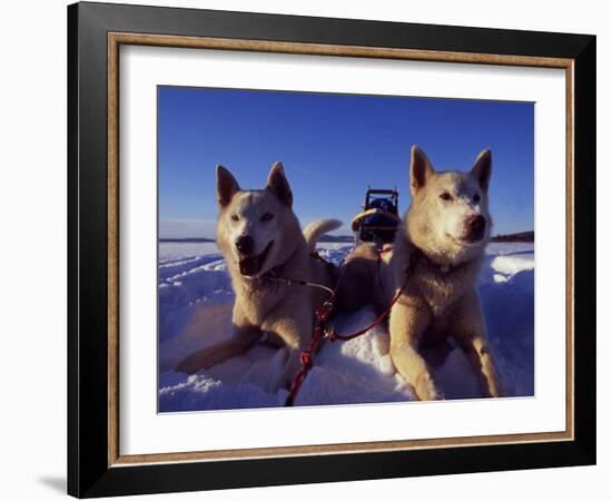 Sled Dogs 'Hiko' and 'Mika', Resting in the Snow with Sled in the Background-Mark Hannaford-Framed Photographic Print