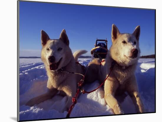 Sled Dogs 'Hiko' and 'Mika', Resting in the Snow with Sled in the Background-Mark Hannaford-Mounted Photographic Print