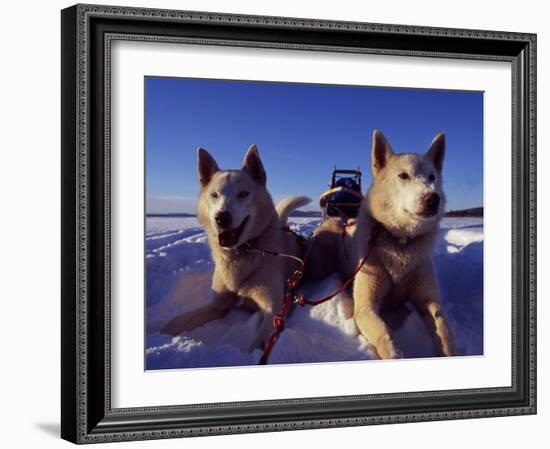 Sled Dogs 'Hiko' and 'Mika', Resting in the Snow with Sled in the Background-Mark Hannaford-Framed Photographic Print