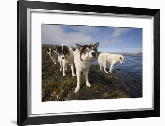 Sled Dogs in Sisimiut-null-Framed Photographic Print