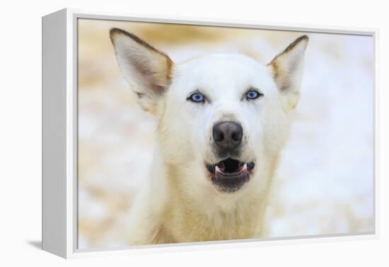 Sled dogs, near Fairbanks, Alaska-Stuart Westmorland-Framed Premier Image Canvas