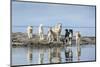 Sled Dogs, Nunavut, Canada-Paul Souders-Mounted Photographic Print