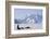 Sled Dogs, Park Ranger, Mount McKinley, Denali National Park, Alaska, USA-Gerry Reynolds-Framed Photographic Print