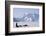 Sled Dogs, Park Ranger, Mount McKinley, Denali National Park, Alaska, USA-Gerry Reynolds-Framed Photographic Print