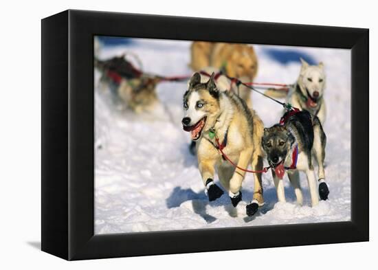 Sled Dogs Racing Through Snow-Paul Souders-Framed Premier Image Canvas