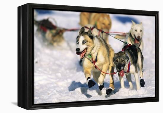 Sled Dogs Racing Through Snow-Paul Souders-Framed Premier Image Canvas