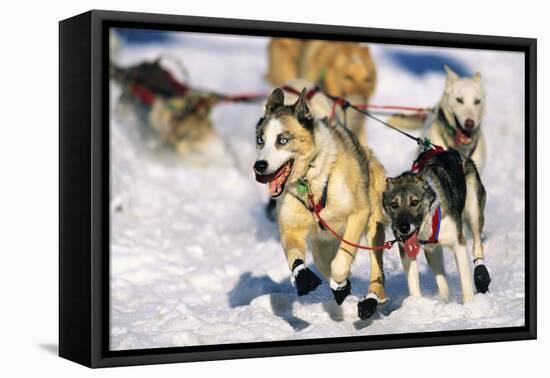 Sled Dogs Racing Through Snow-Paul Souders-Framed Premier Image Canvas