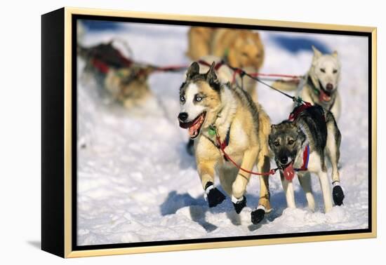 Sled Dogs Racing Through Snow-Paul Souders-Framed Premier Image Canvas