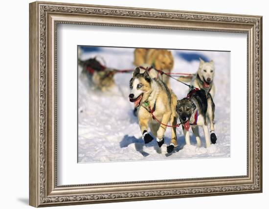 Sled Dogs Racing Through Snow-Paul Souders-Framed Photographic Print