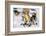 Sled Dogs Racing Through Snow-Paul Souders-Framed Photographic Print