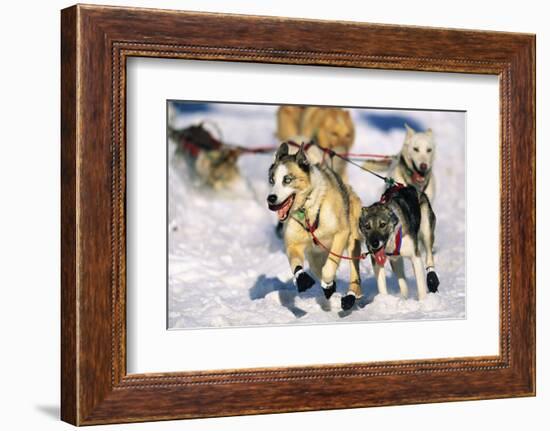 Sled Dogs Racing Through Snow-Paul Souders-Framed Photographic Print