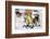 Sled Dogs Racing Through Snow-Paul Souders-Framed Photographic Print