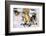 Sled Dogs Racing Through Snow-Paul Souders-Framed Photographic Print