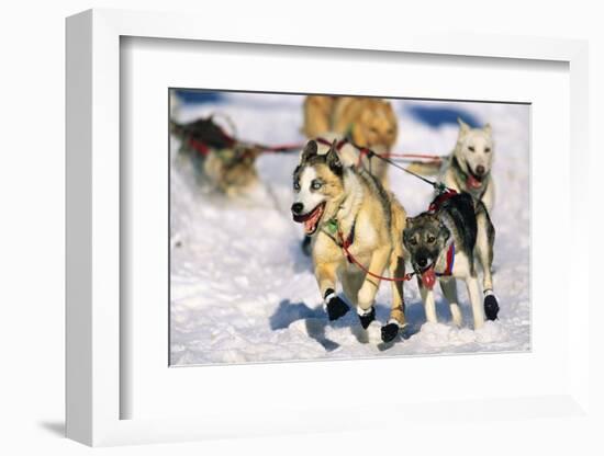 Sled Dogs Racing Through Snow-Paul Souders-Framed Photographic Print