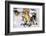 Sled Dogs Racing Through Snow-Paul Souders-Framed Photographic Print
