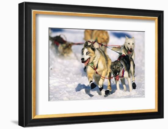 Sled Dogs Racing Through Snow-Paul Souders-Framed Photographic Print